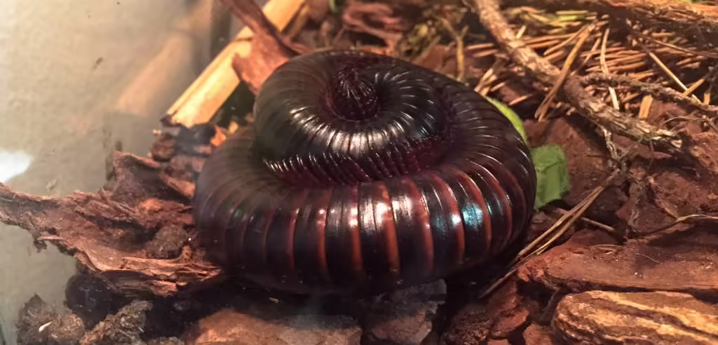 Fascinujúci svet pavúkov a škorpiónov