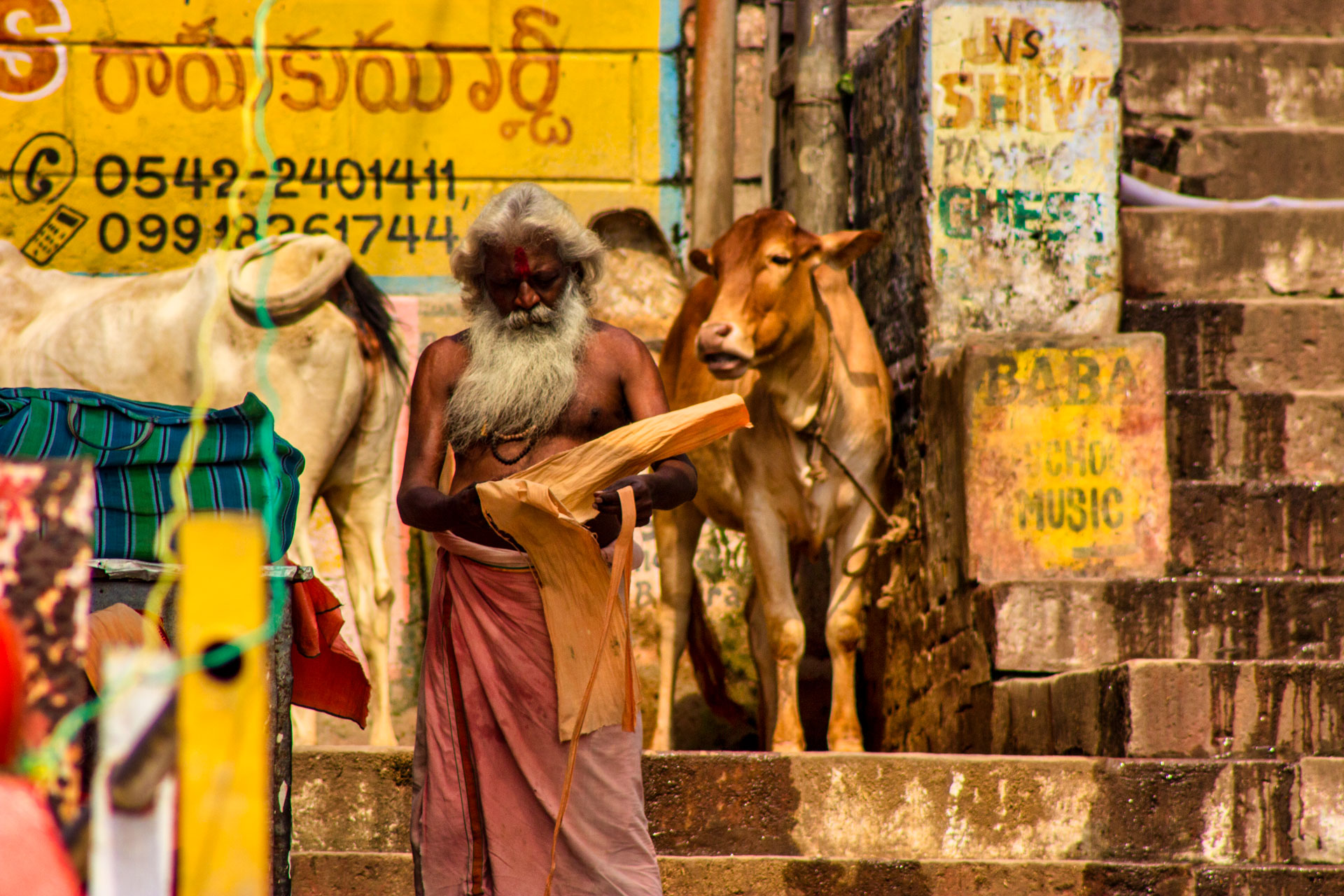 Cow, Varanasi, India