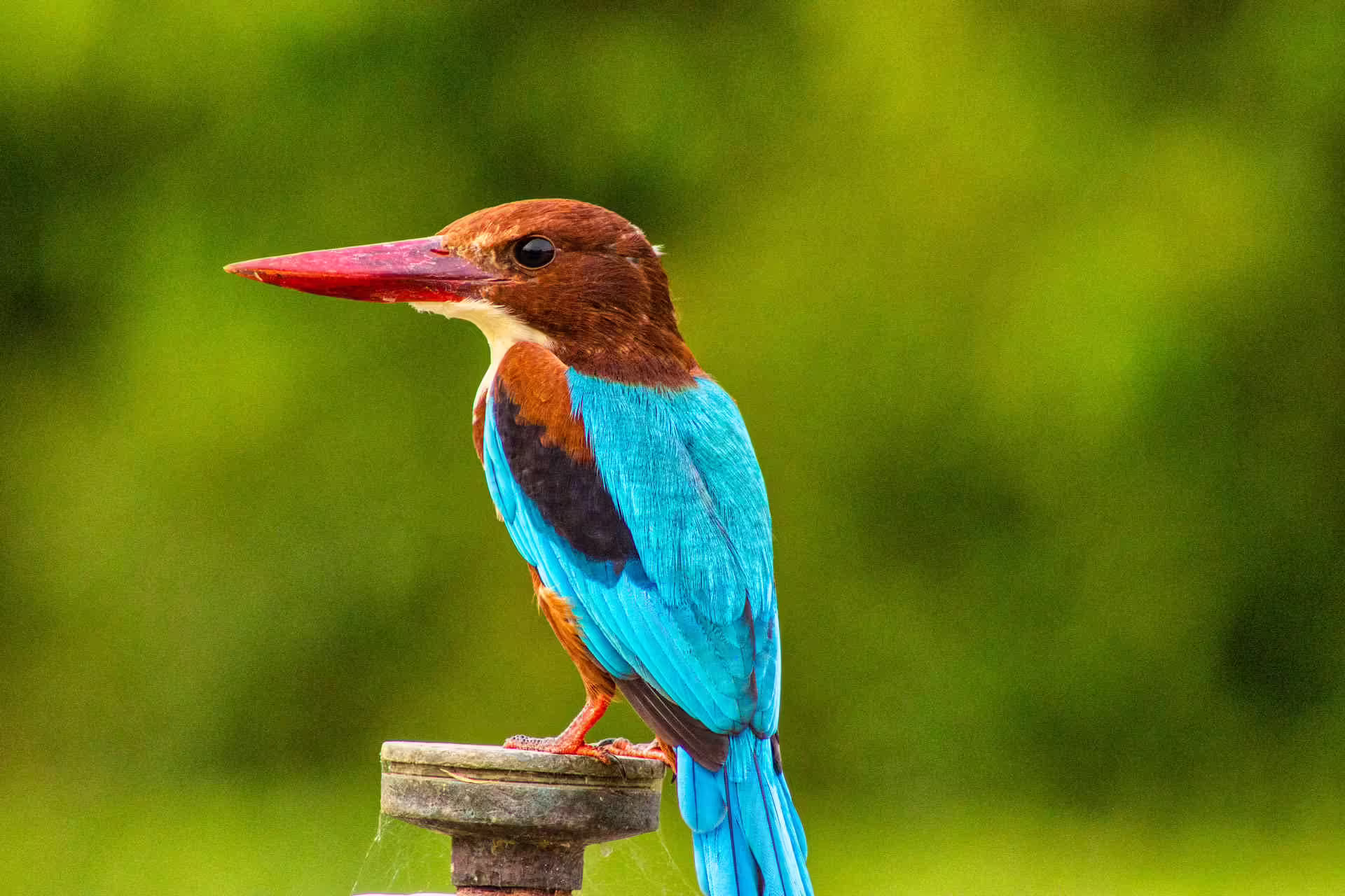 Bird