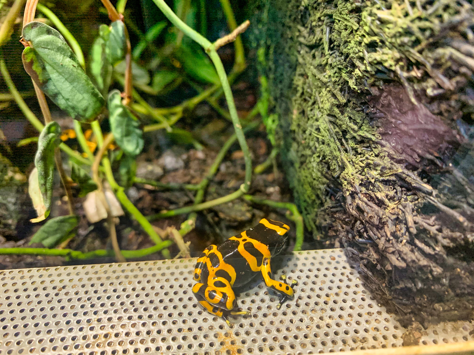 Aqua Terra Zoo