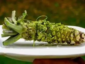 Pravé wasabi