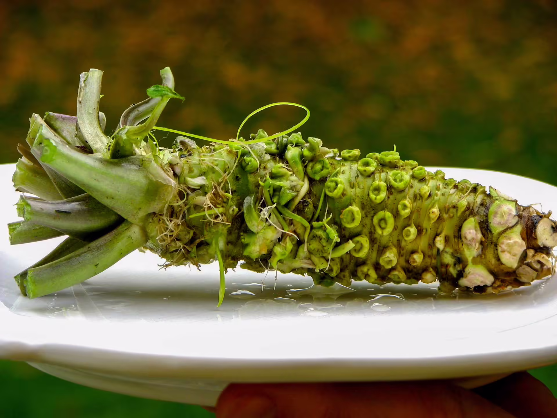 Pravé wasabi