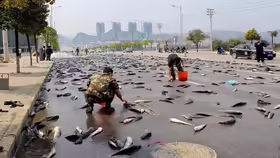Lluvia de Peces