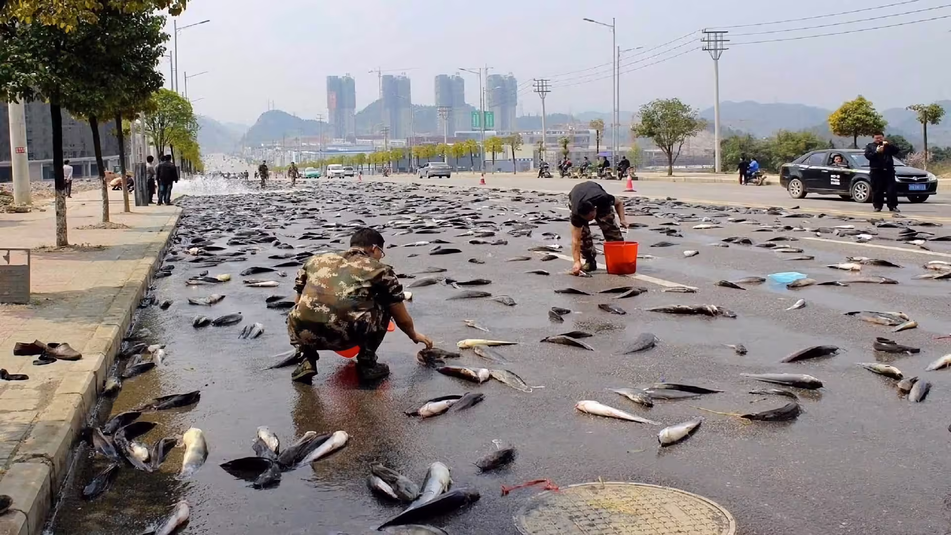 Lluvia de Peces