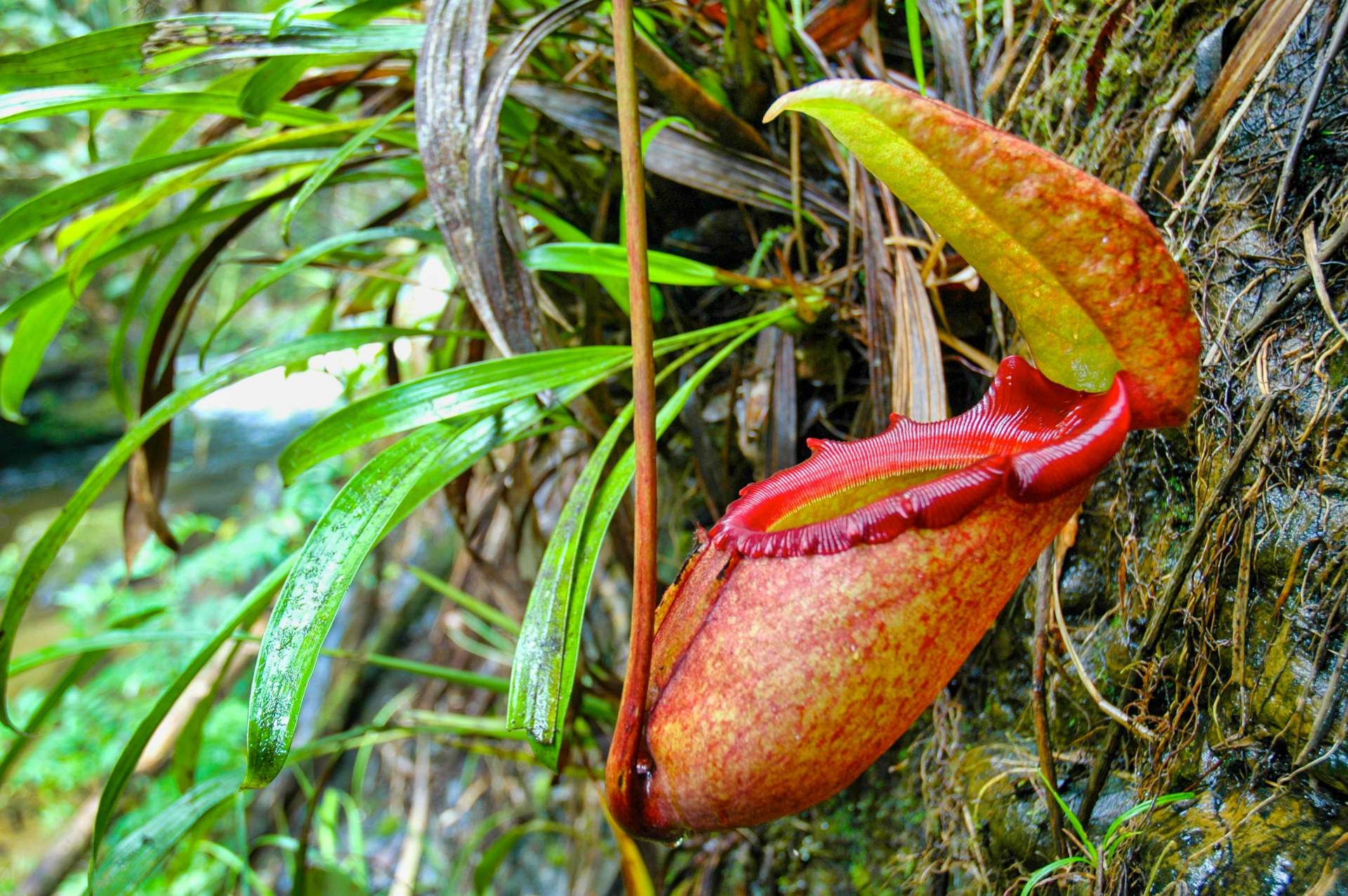 https://www.placemania.sk/wp-content/uploads/2020/04/nepenthes_rajah.jpg
