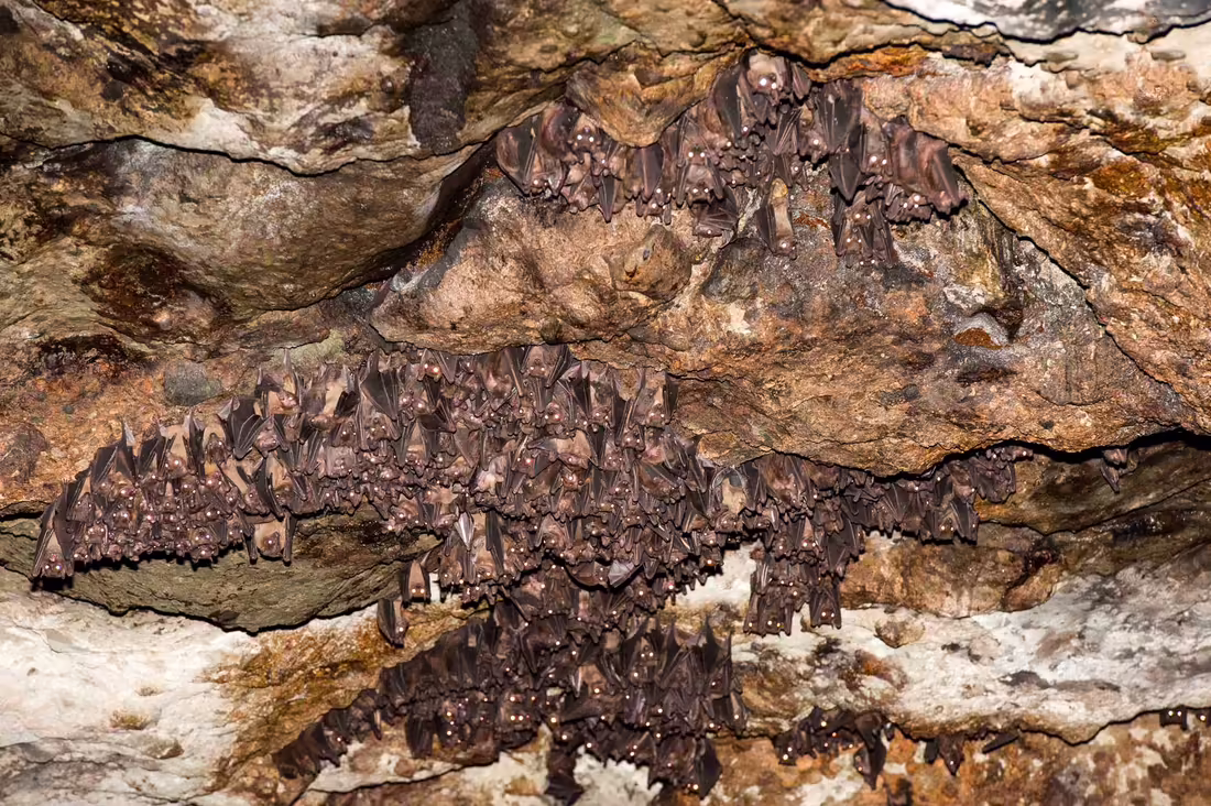 Kitum cave
