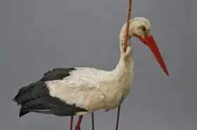 The Arrow Stork