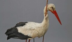 The Arrow Stork