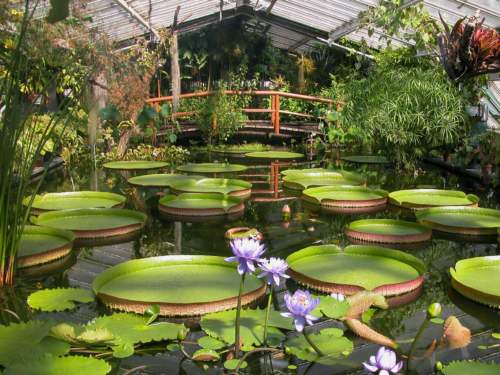 Botanical garden, Berlin, Germany