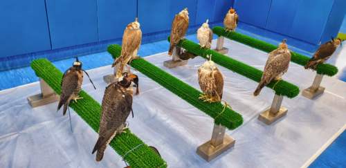 Abu Dhabi Falcon Hospital