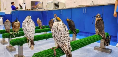 Abu Dhabi Falcon Hospital