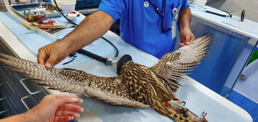 Abu Dhabi Falcon Hospital