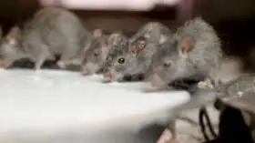 Deshnok Karni Mata Rat Temple