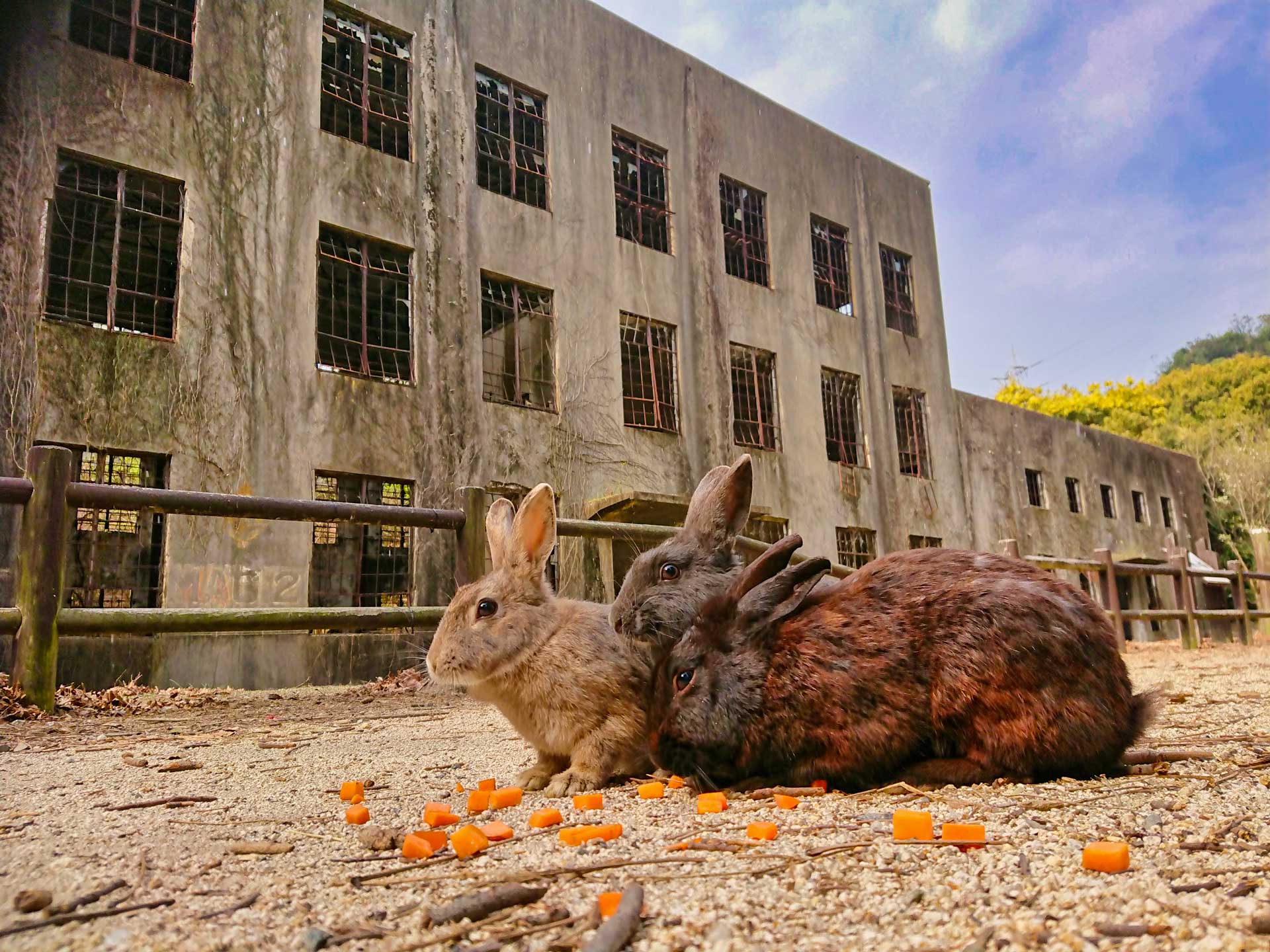 https://www.placemania.sk/wp-content/uploads/2020/07/okunoshima.jpg