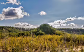 Tree mountain