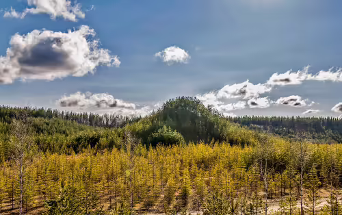 Tree mountain