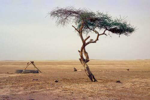 Tree of Ténéré