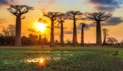 Trieda baobabov