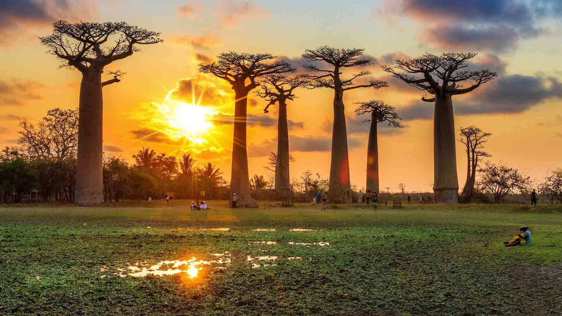 https://www.placemania.sk/wp-content/uploads/2020/09/avenue_of_the_baobabs.jpg