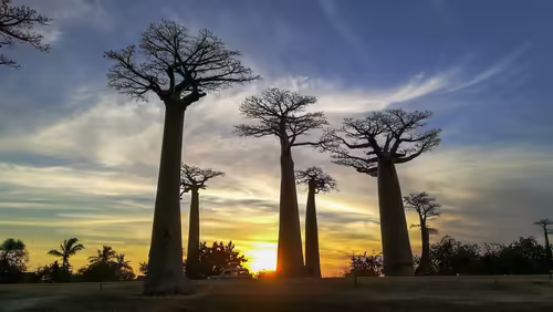 Avenue of the Baobabs