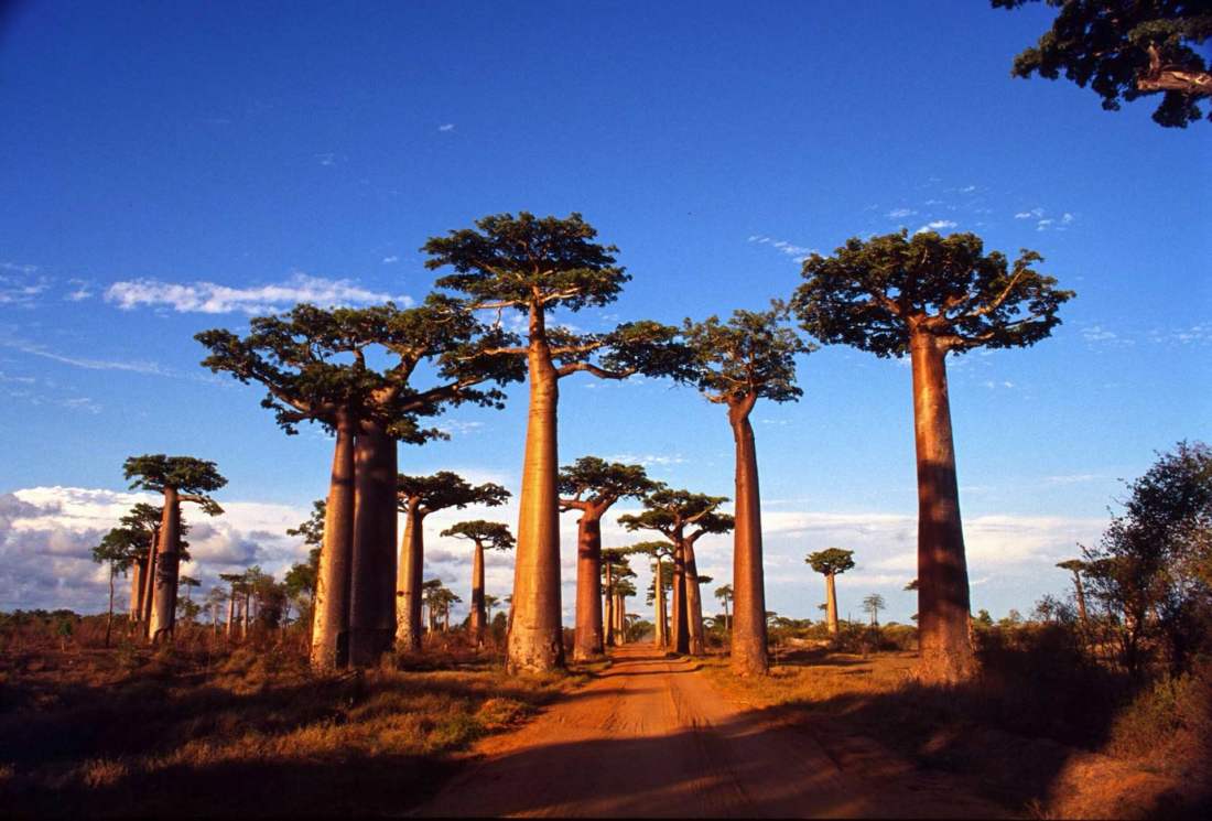 Avenue of the Baobabs