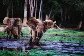 Bayanga, Central African Republic
