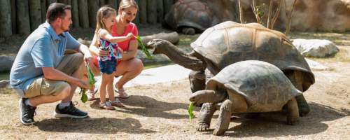 Korytnačky na Aldabre