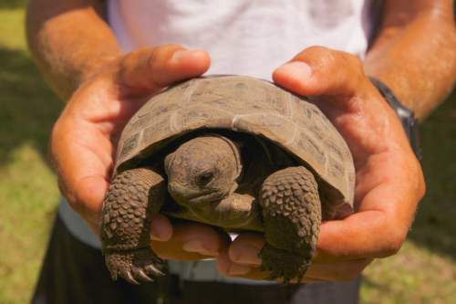 Korytnačky na Aldabre