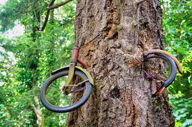 Bicycle tree