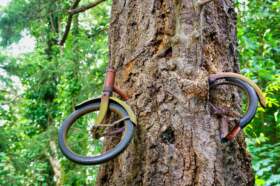 Bicycle tree