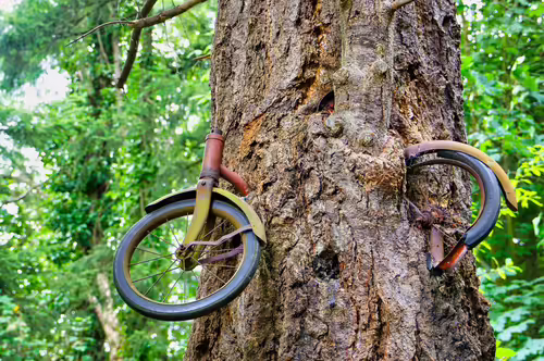 Bicycle tree