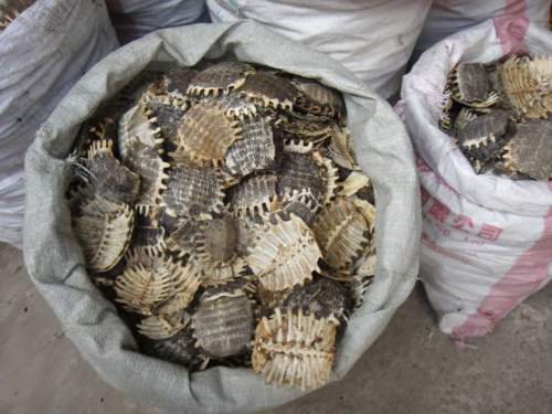 Wei Wu Da Dao, Bozhou