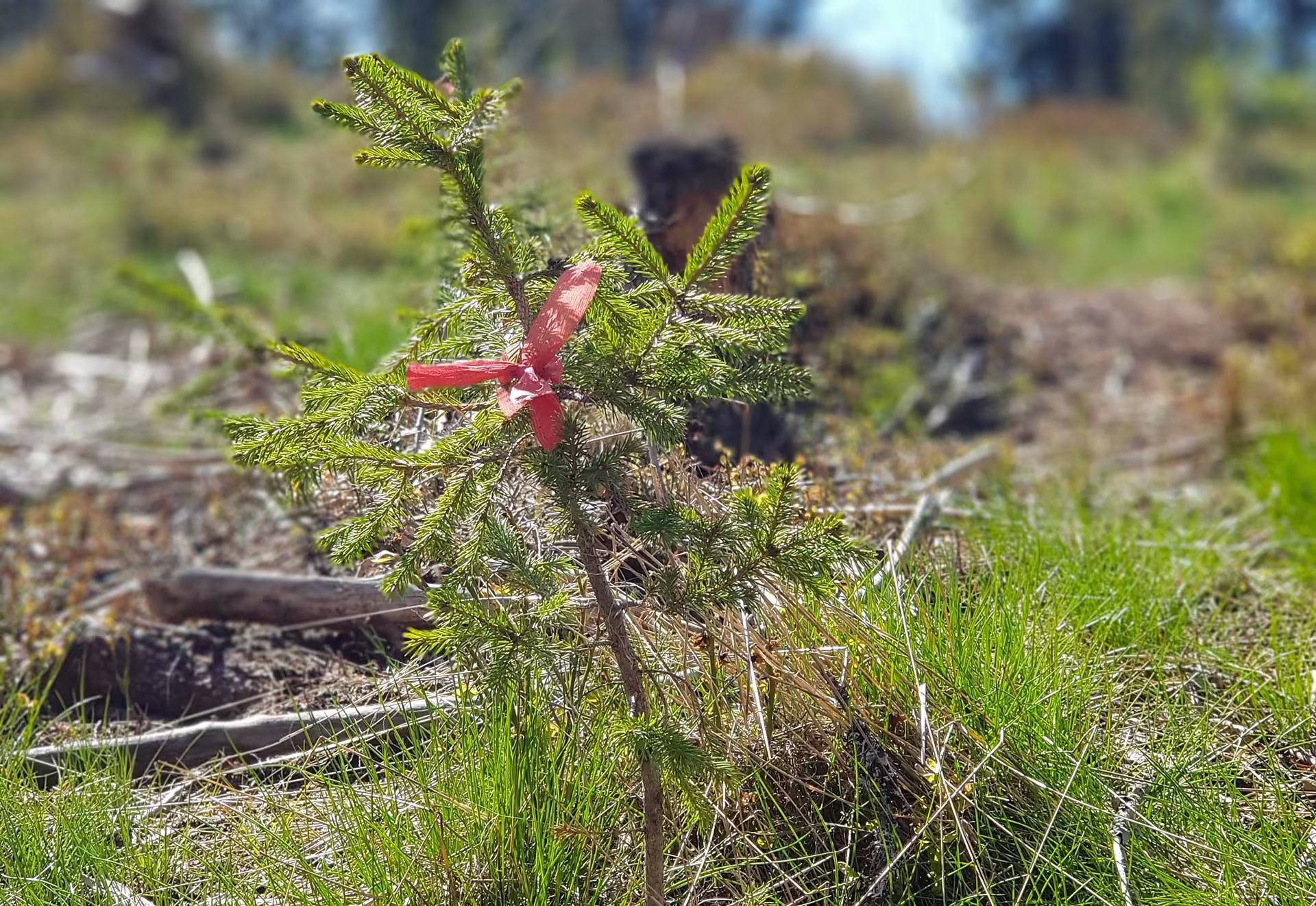 Future Library Forest