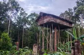 Korowai house, Papua