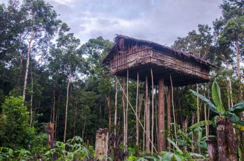 Korowai house, Papua