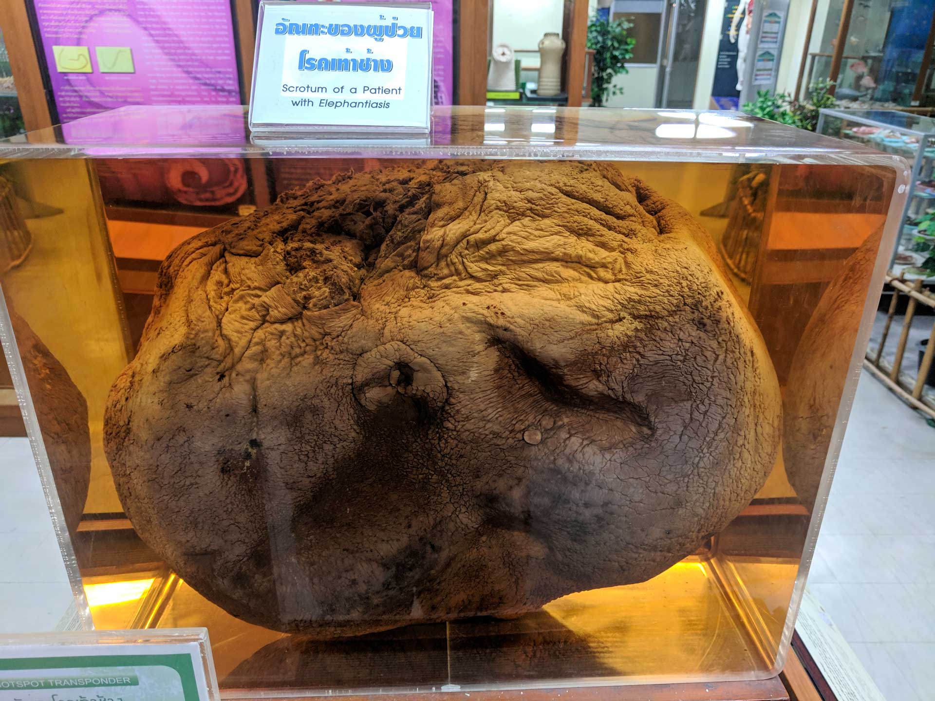 https://www.placemania.sk/wp-content/uploads/2020/10/siriraj.jpg