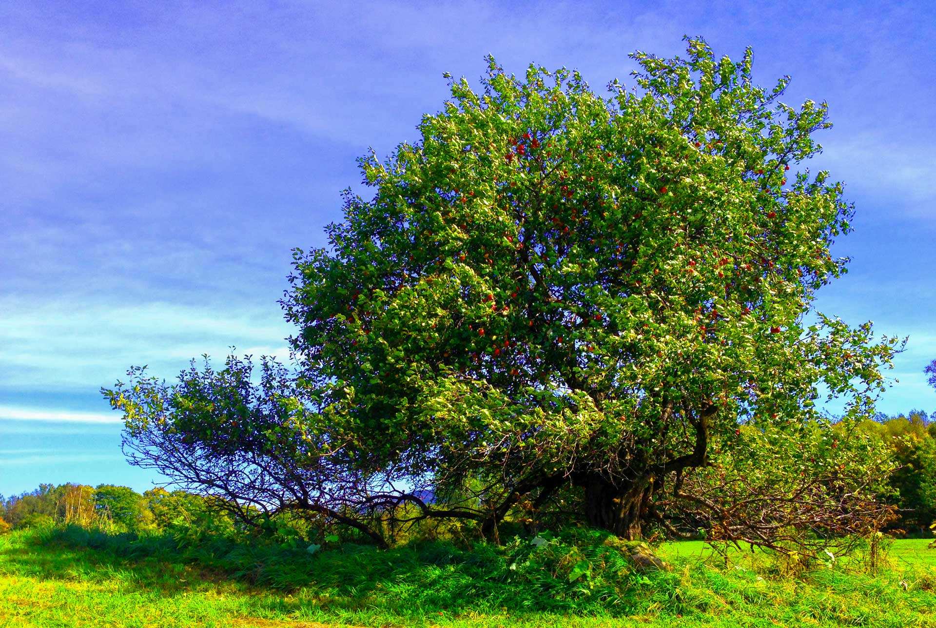 https://www.placemania.sk/wp-content/uploads/2020/10/wild_apple_tree_almaty.jpg