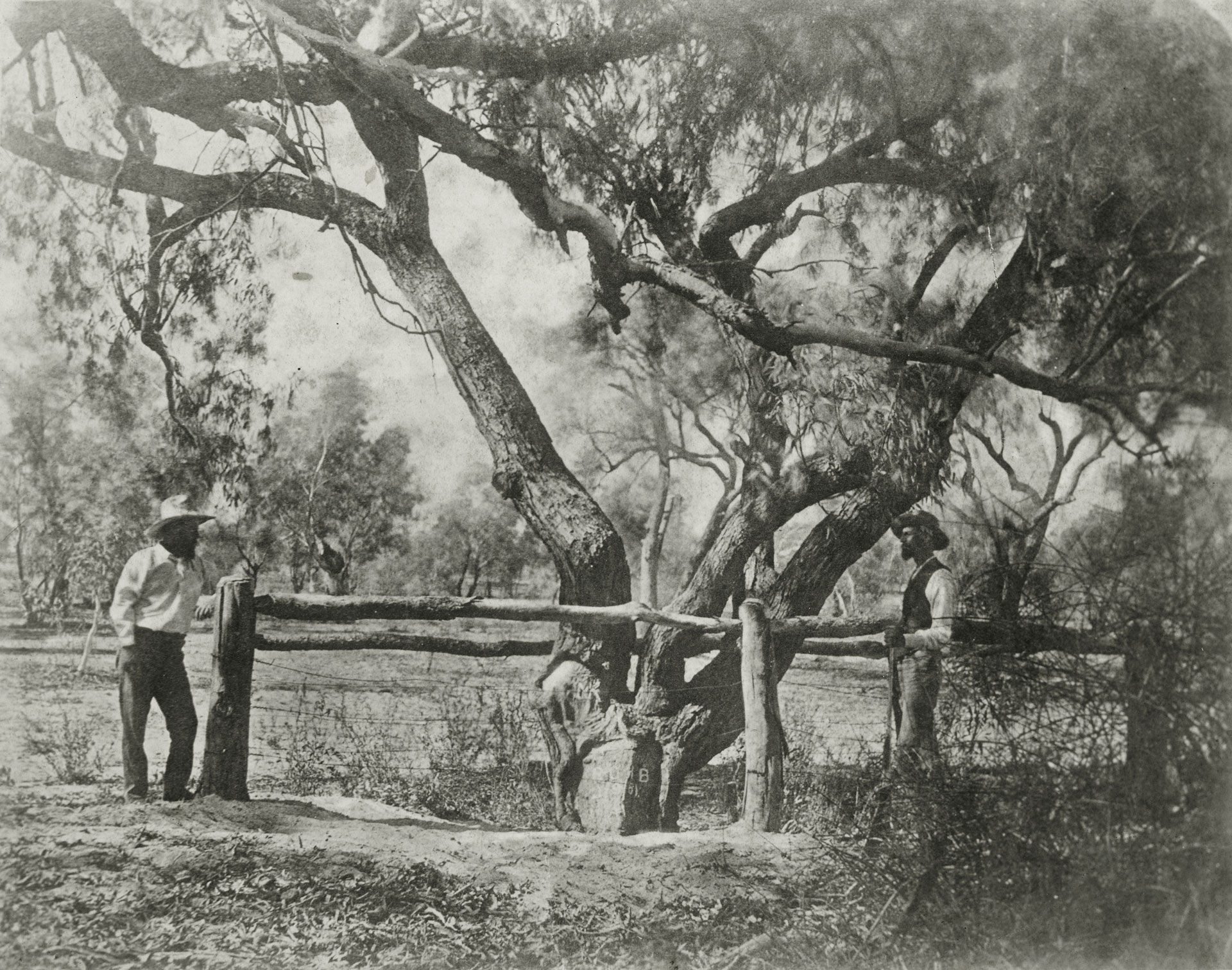 Burke and Wills Dig Tree