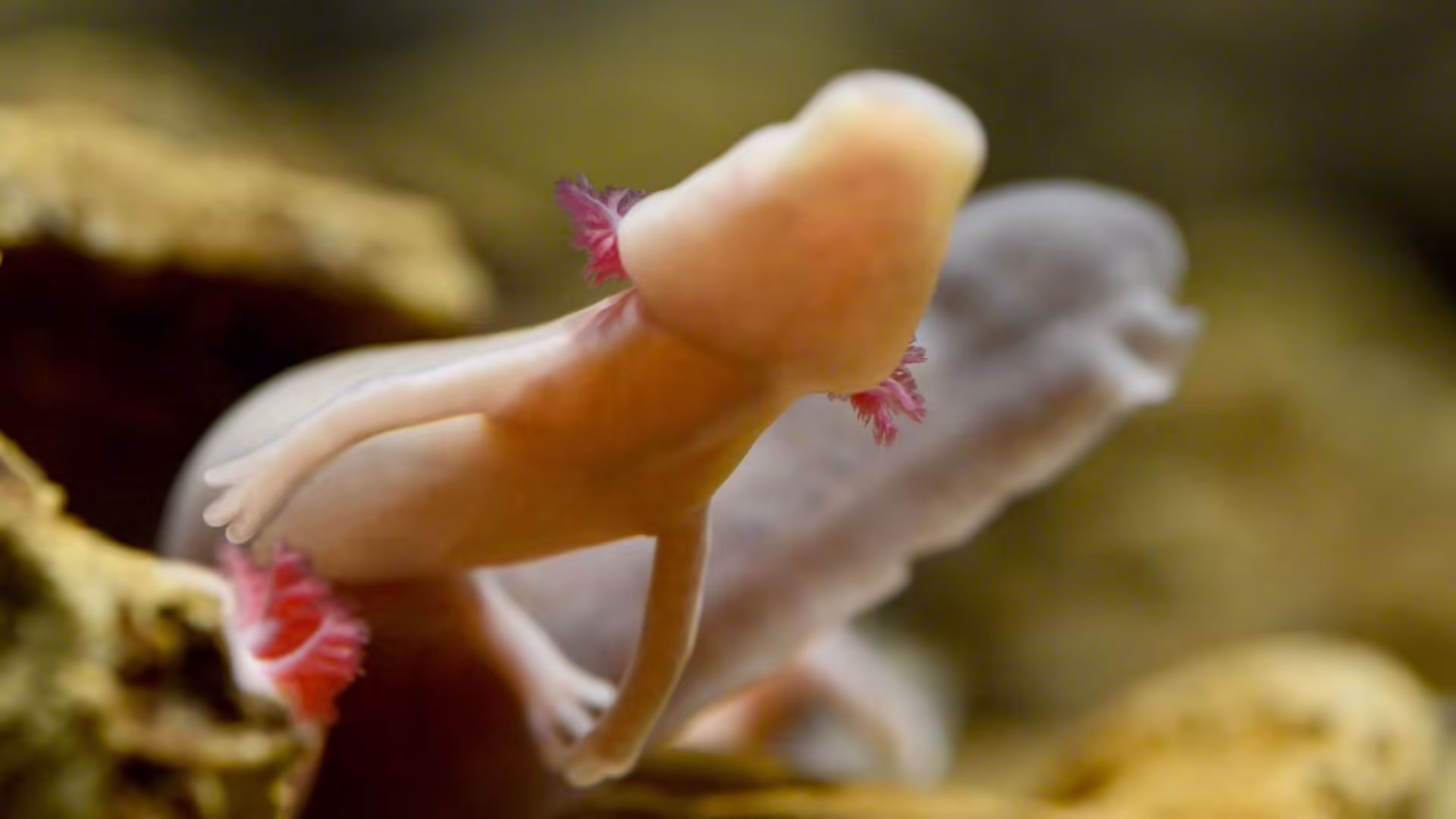 Proteus Anguinus