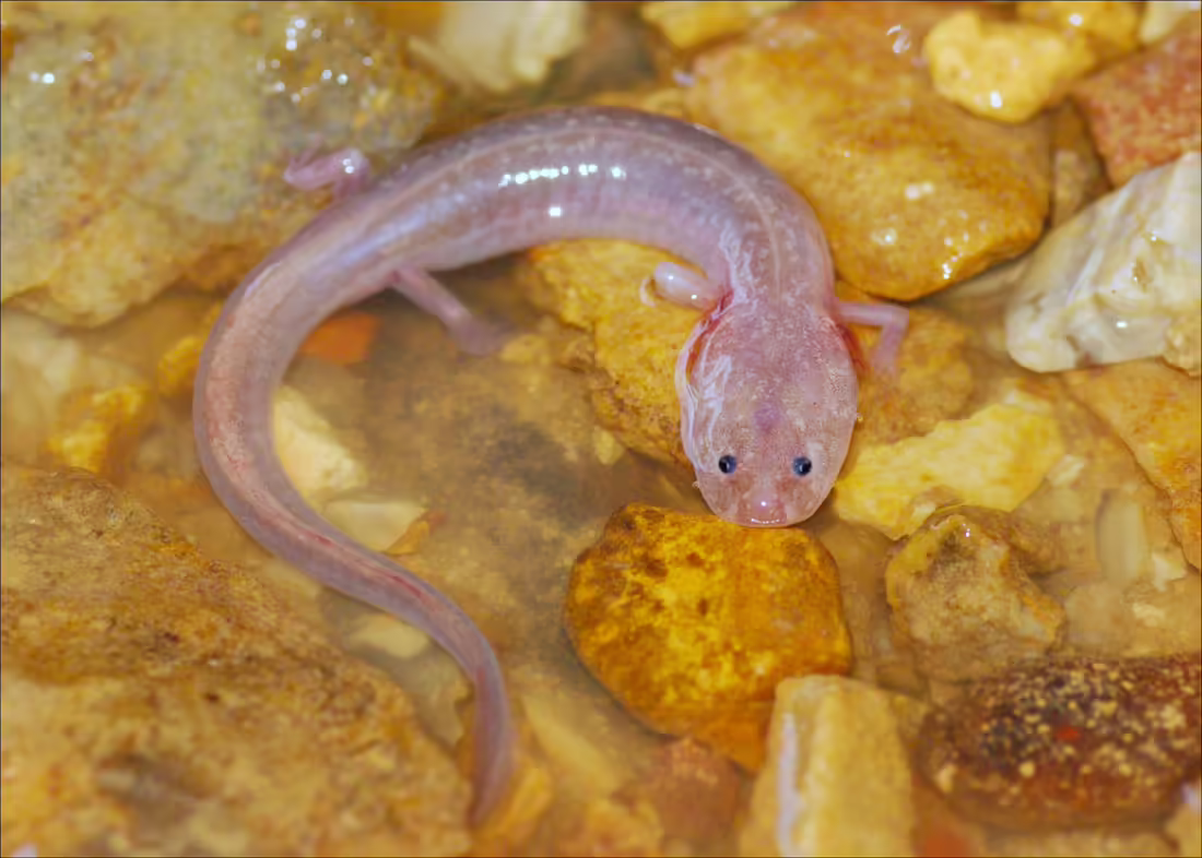 Proteus Anguinus