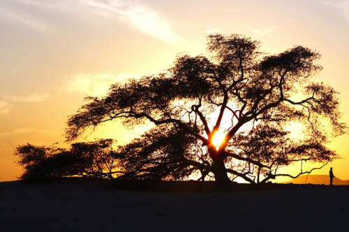 Tree of Live, Bahrain