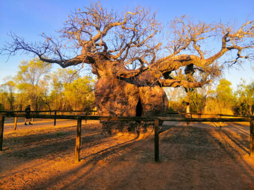 Baobab, Austrália