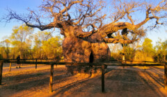 Baobab, Austrália