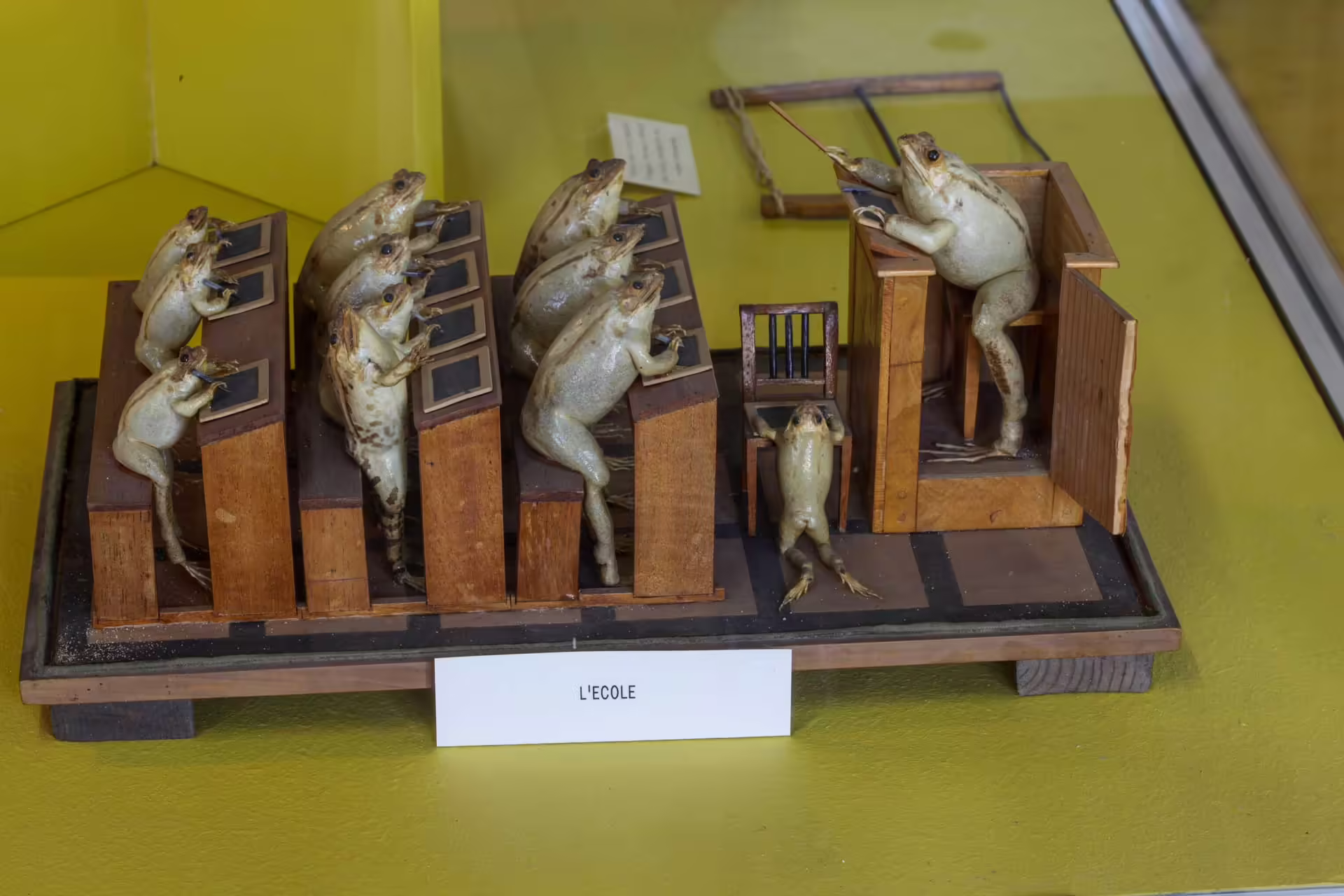 Le Musée des Grenouilles