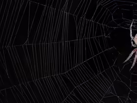 Spider web farm