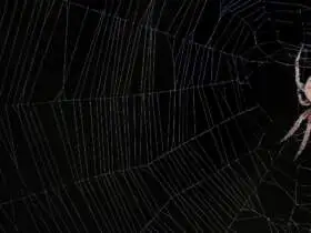 Spider web farm