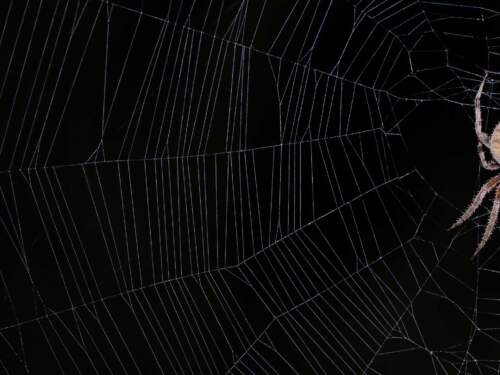 Spider web farm