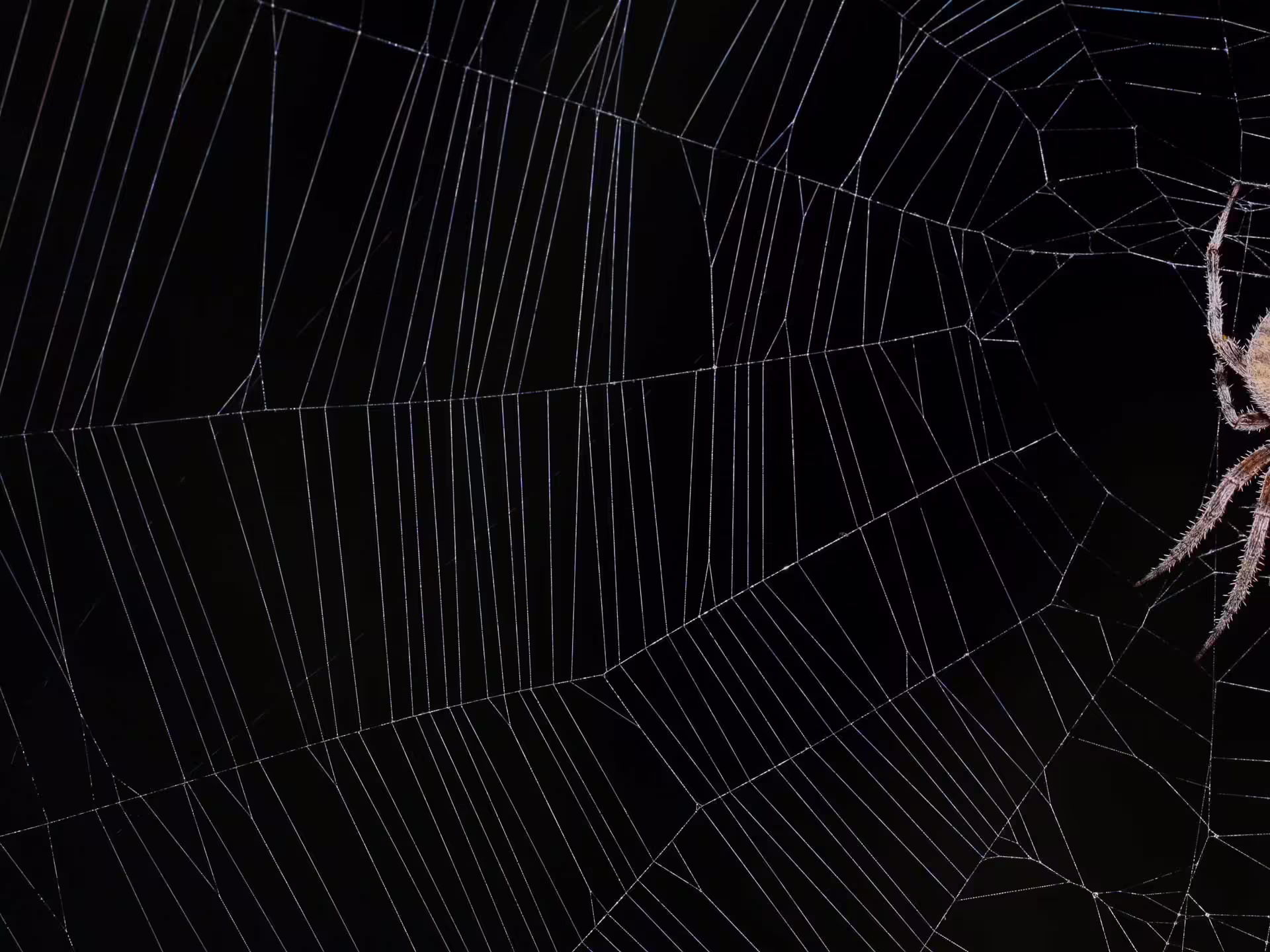 Spider web farm