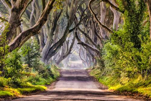 Dark Hedges