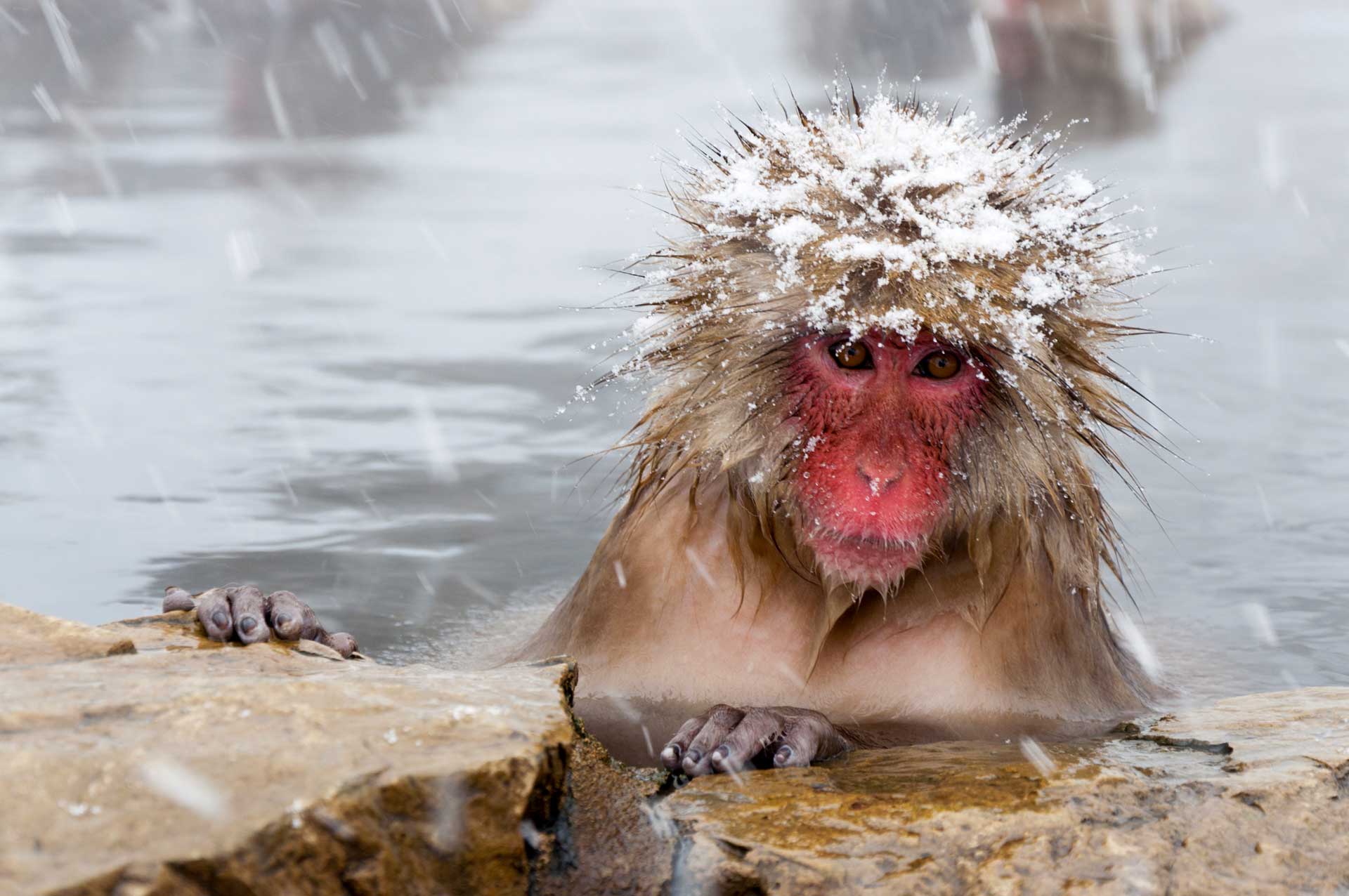 Monkey Park Jigokudani